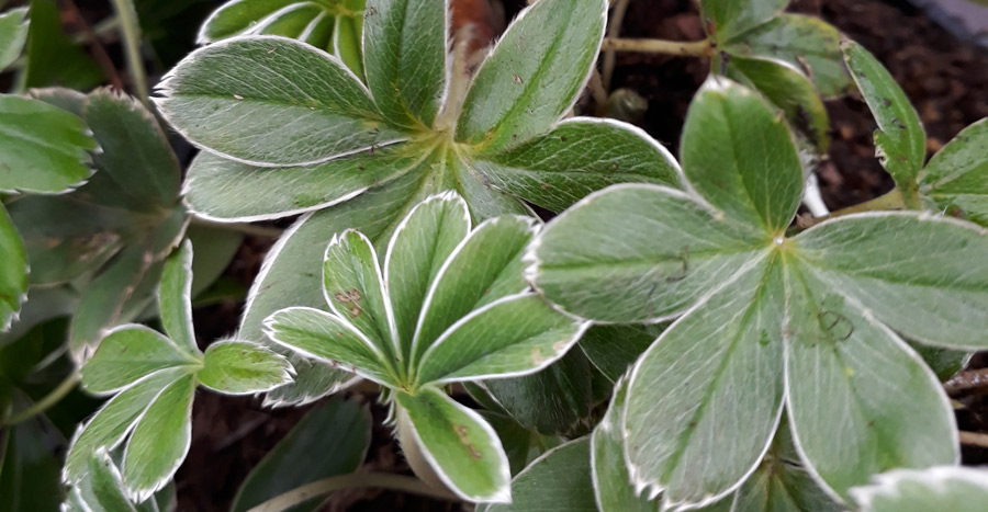 Försäljning av perenner i partiled till handelsträdgårdar, gardencenter, marknader och mässor